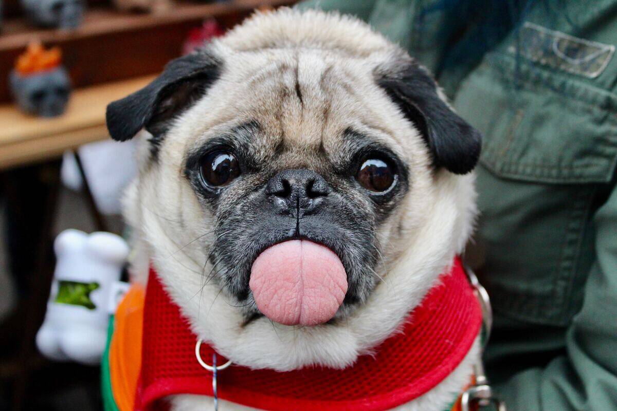 pug sticking its tongue out