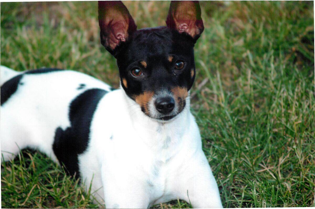 rat terrier lying in the grass