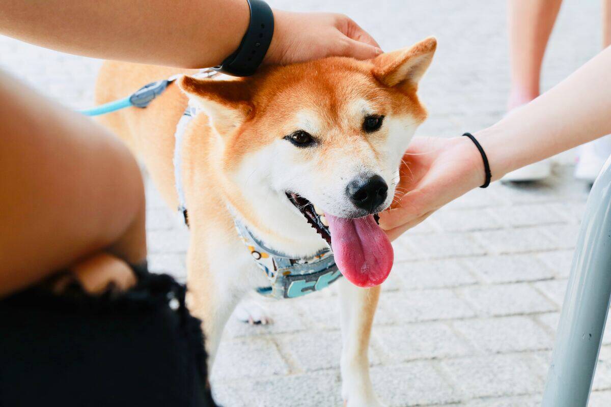 shiba inu being pet outside