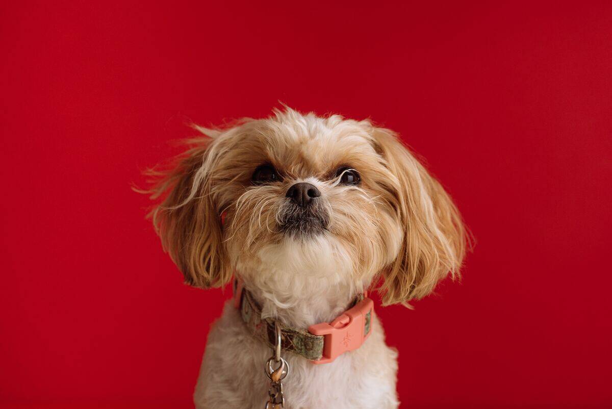 shih tzu with red background