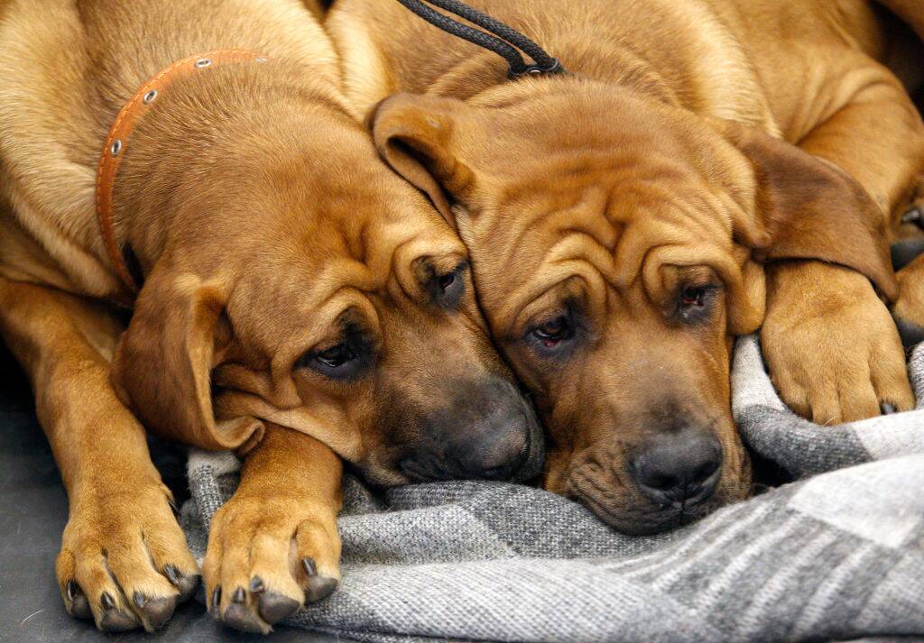 two tosa dogs lying down