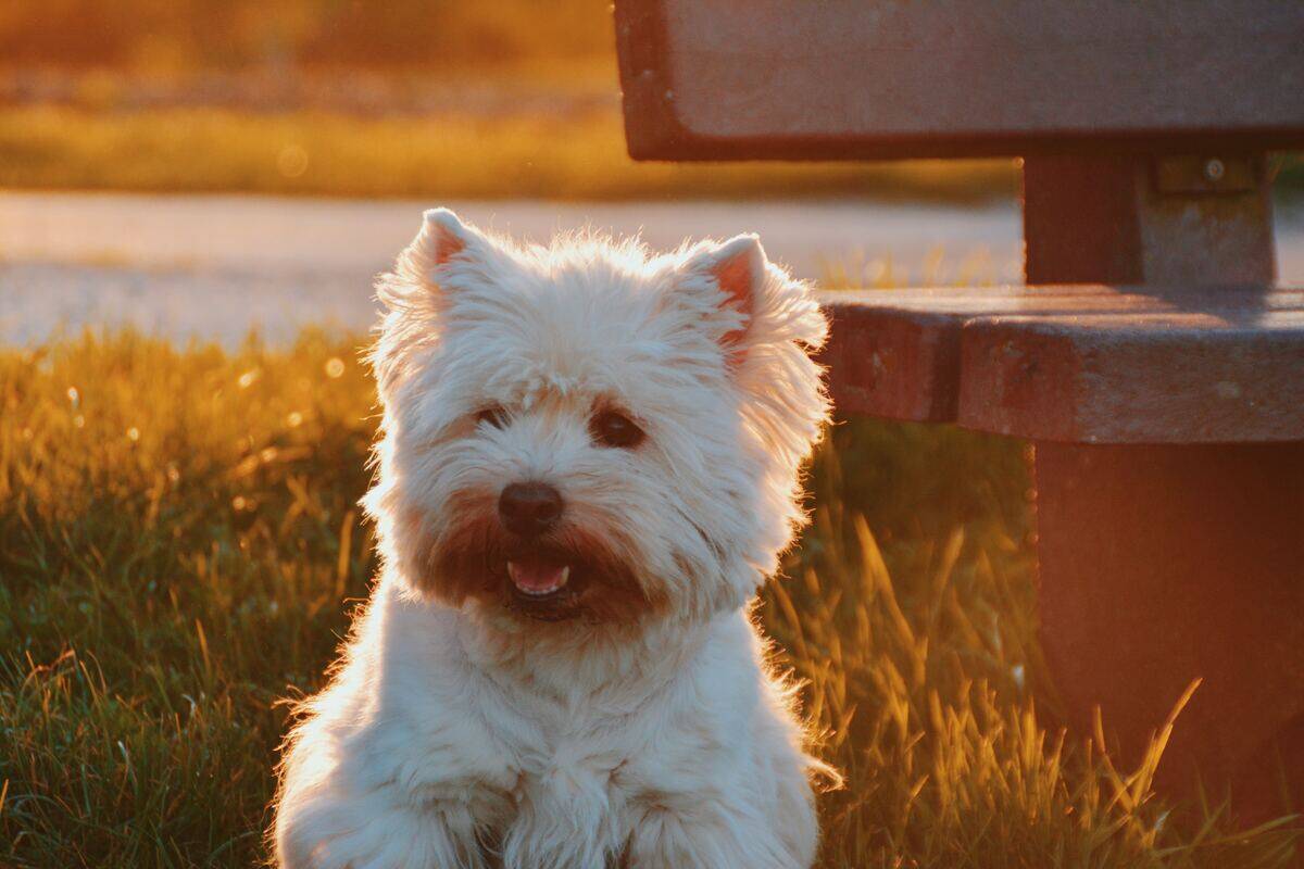 west highland white terrier at a park during sunset