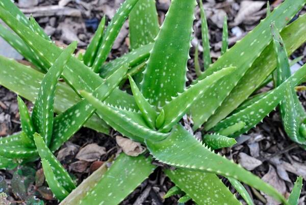 06 Aloe Vera 11