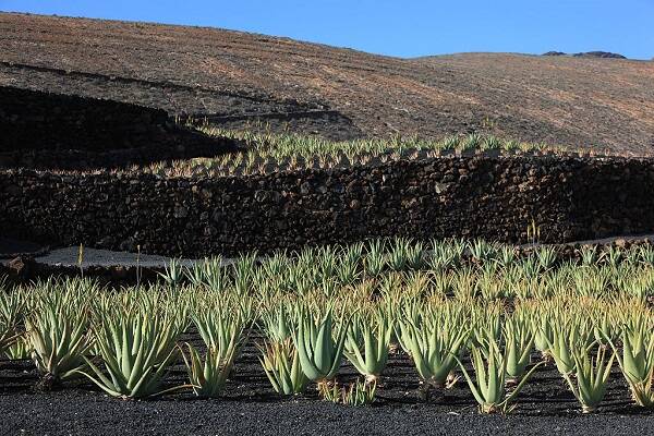 06 Aloe Vera 20