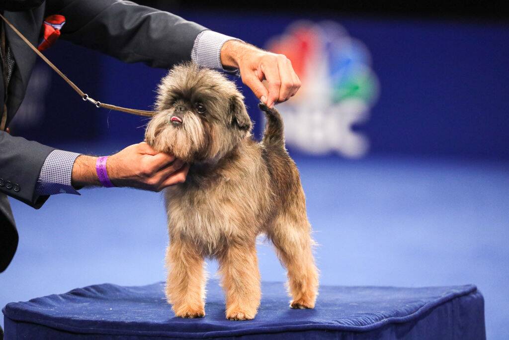 Affenpinscher at a national dog show