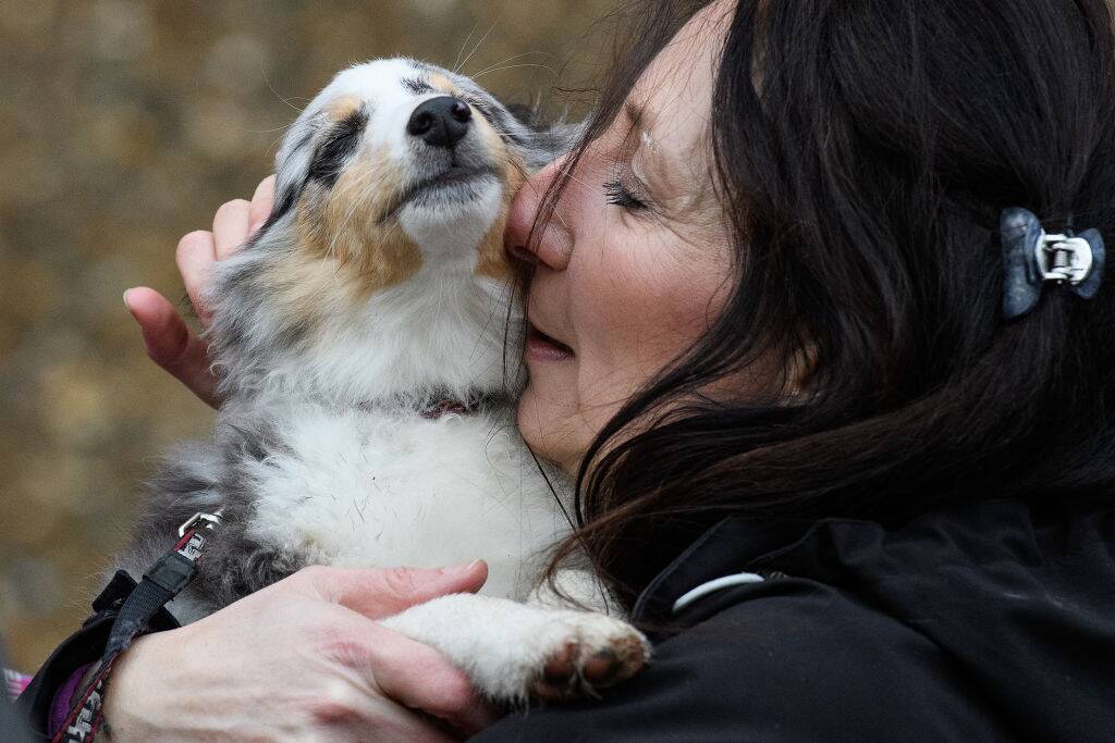 Shetland Sheepdog being cuddled by a woman
