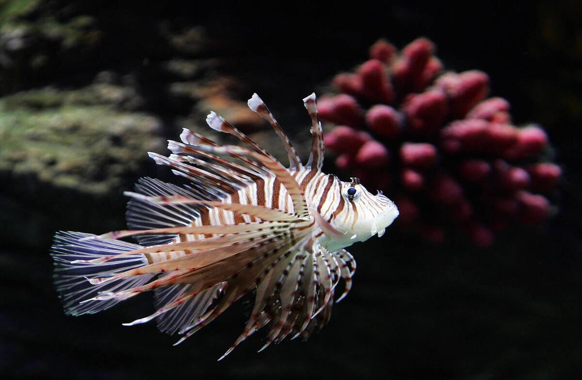 A Lionfish swims in a display tank in th