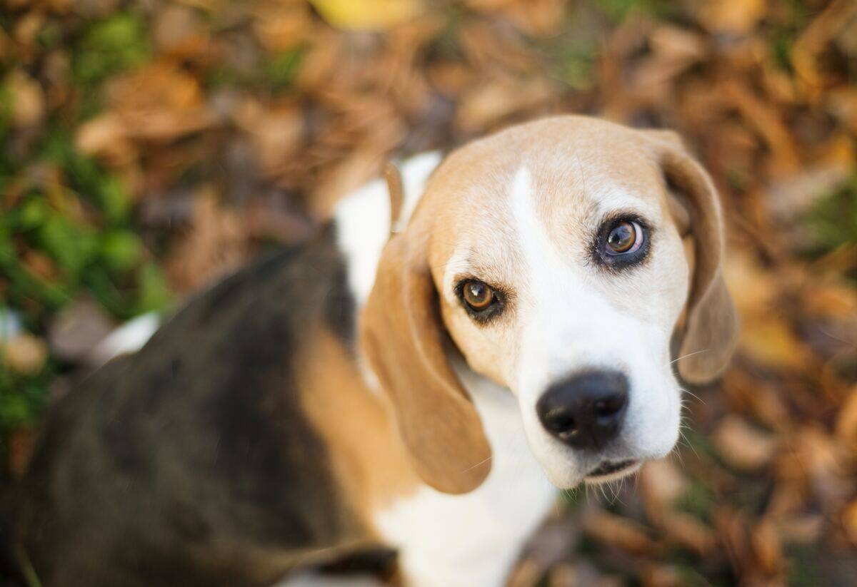 beagle standing by some leaves