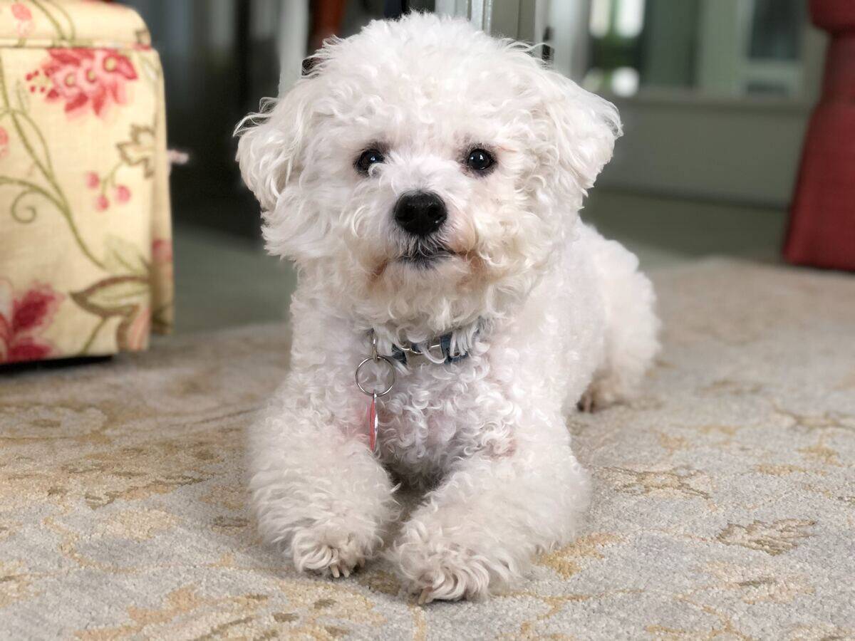 bichon frise sitting on the floor