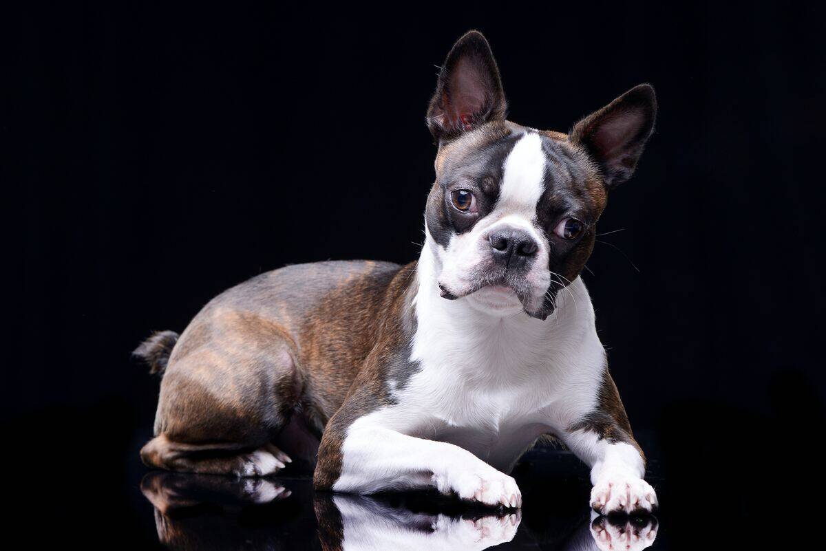 boston terrier with a black background