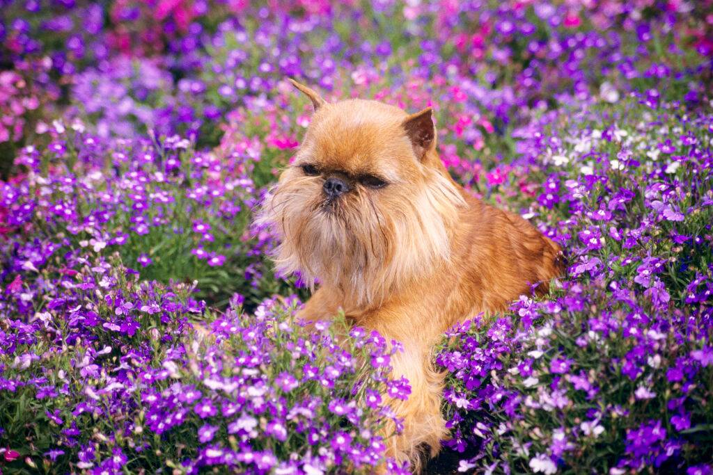 brussels griffon sitting in a pile of purple and pink flowers