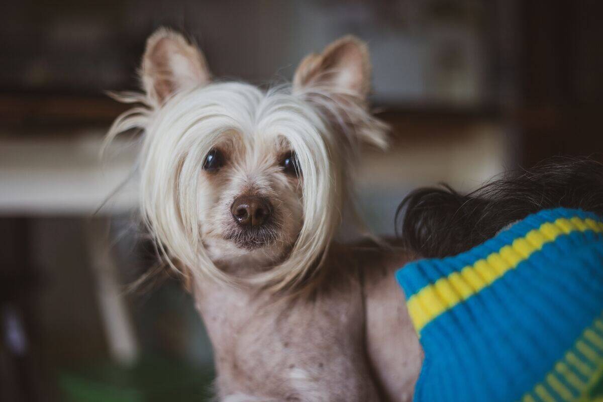 chinese crested dog with blonde bangs