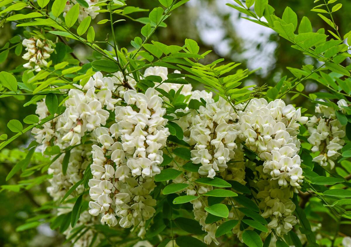 Common black locust