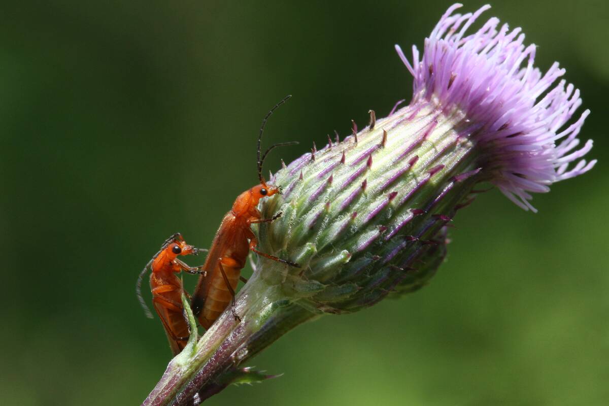 Common Red Soldier Beetles