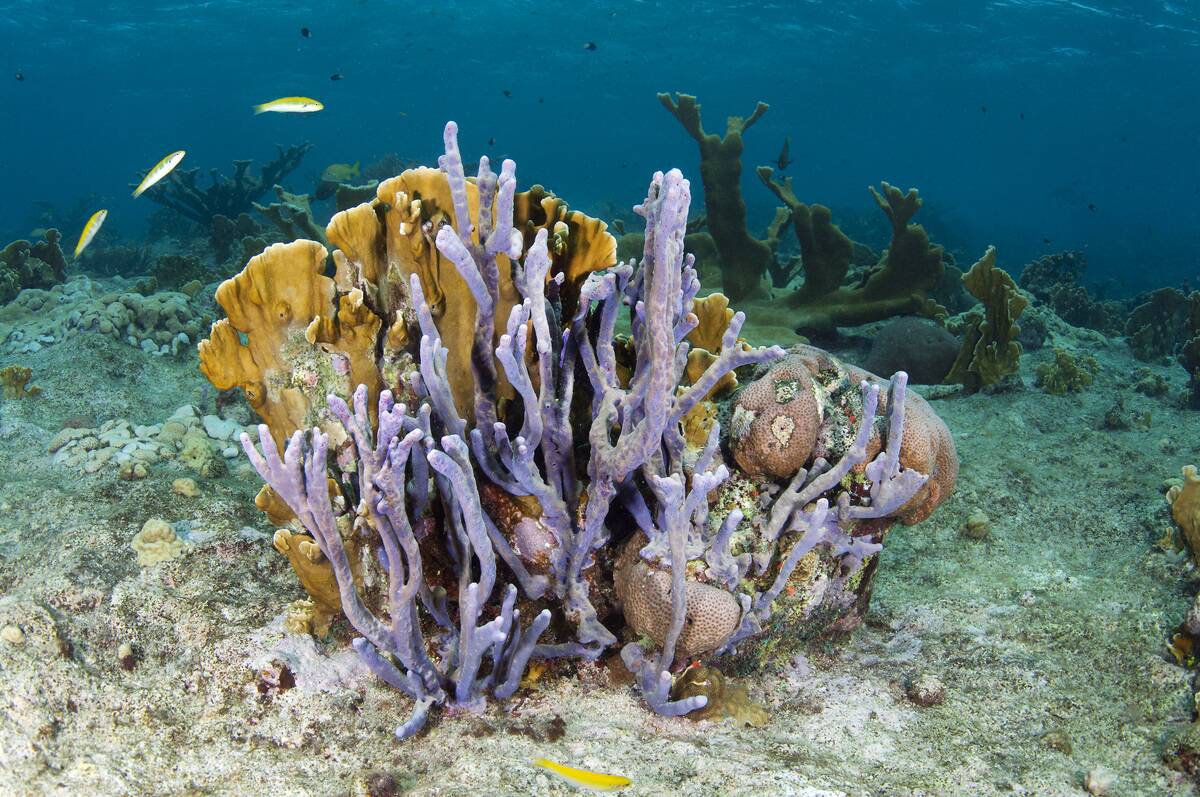 Coral reef scene showing blade fire coral (Millepora complanata) and row pore rope sponge (Aplysina cauliformis) Curacao, Netherlands Antilles