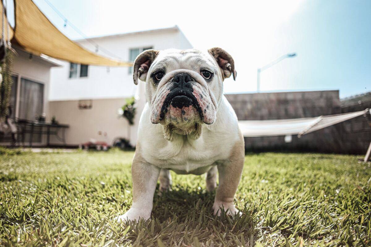 english bulldog walking on the grass