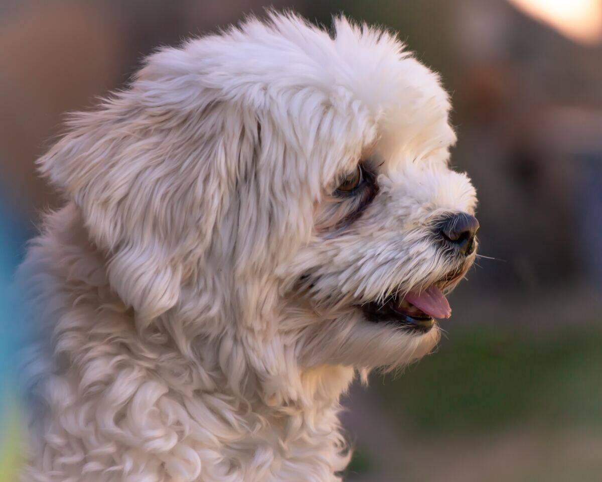 havanese dog with its tongue out