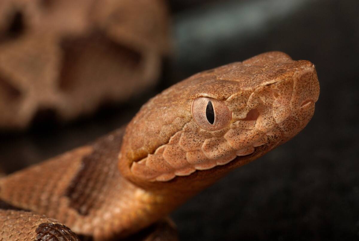 Head Of Southern Copperhead