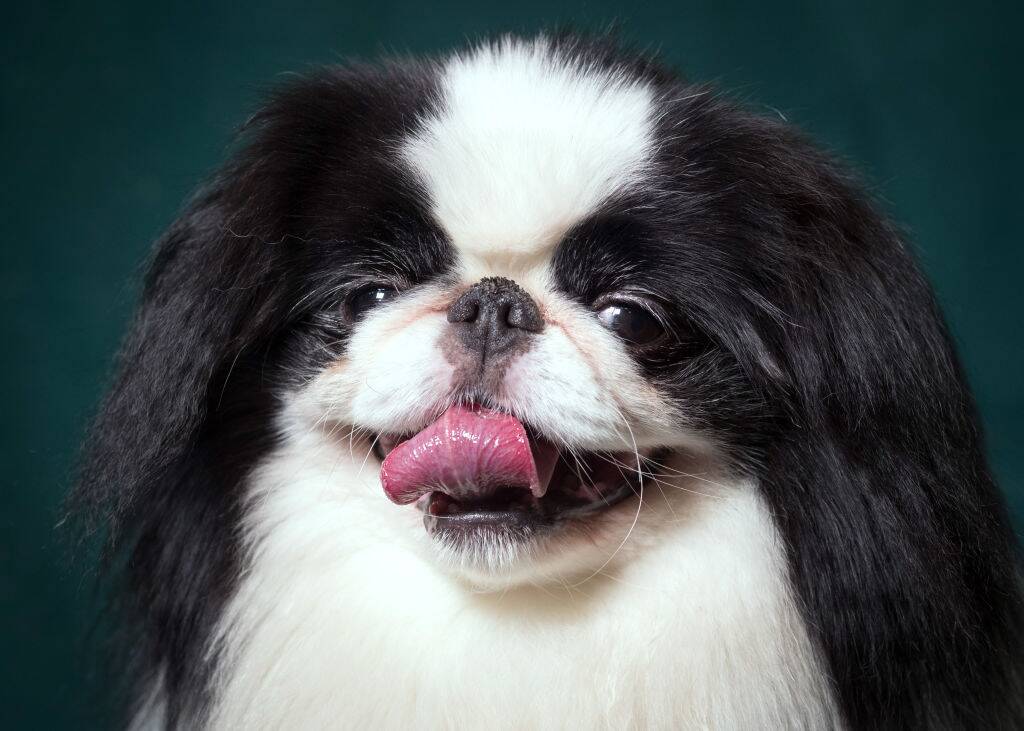japanese chin with its tongue out