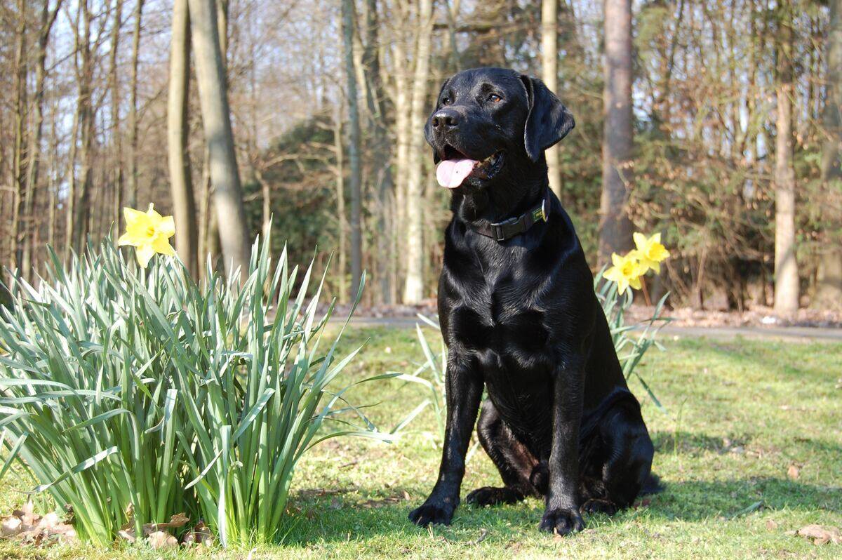 labrador retriever sitting on the grass