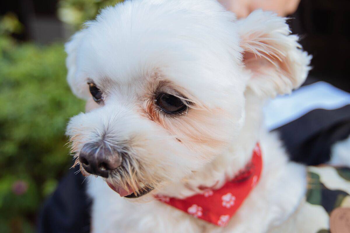 maltese dog with a red bandana