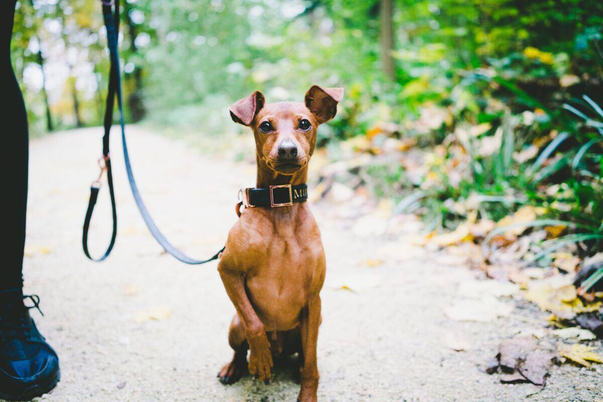 miniature pinscher being held on a leash