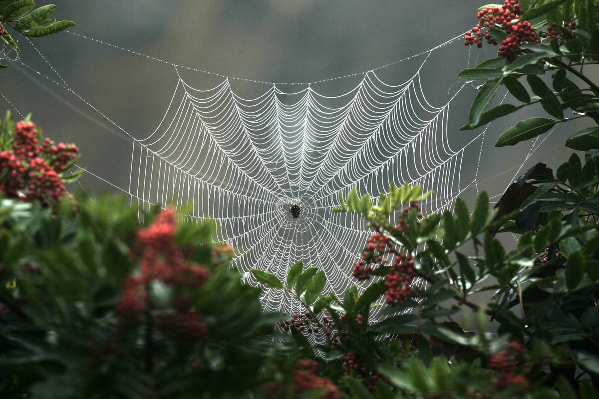 October 7, 2004. San Juan Capistrano, CA. Orb weaver spiders spin circular webs that can be up to tw