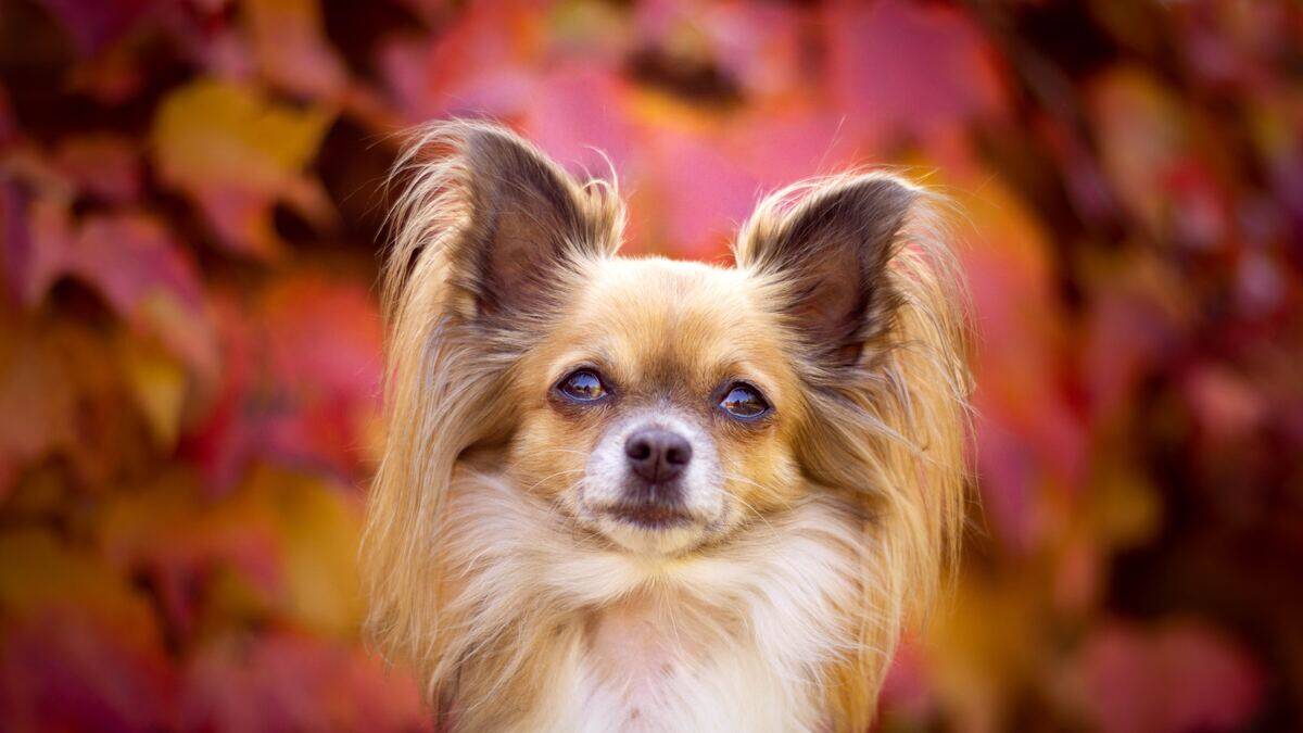 papillon in front of a warm-colored background