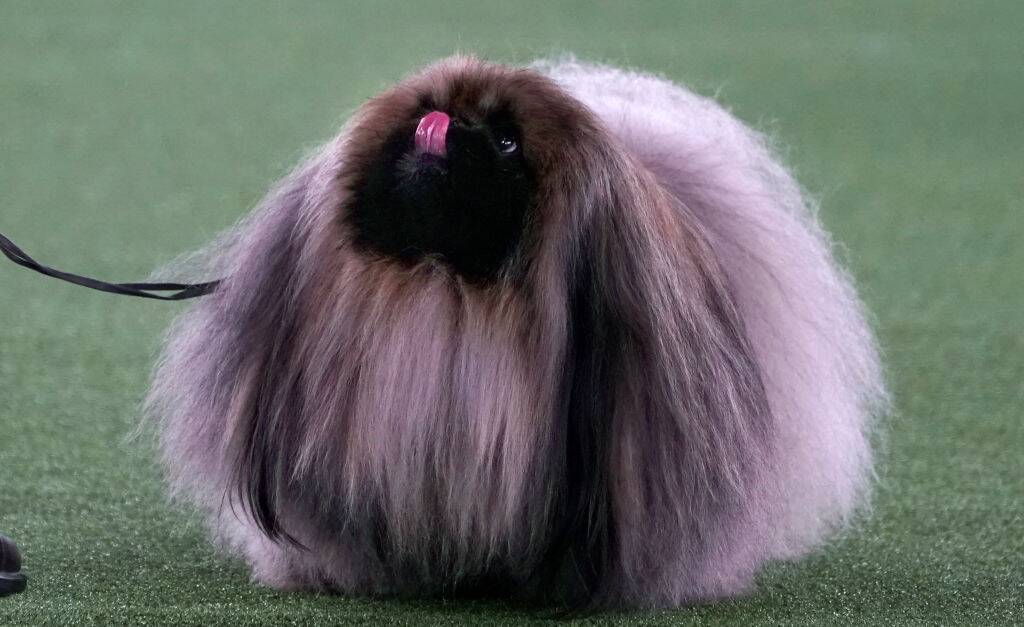 pekingese with fluffy hair sticking its tongue out