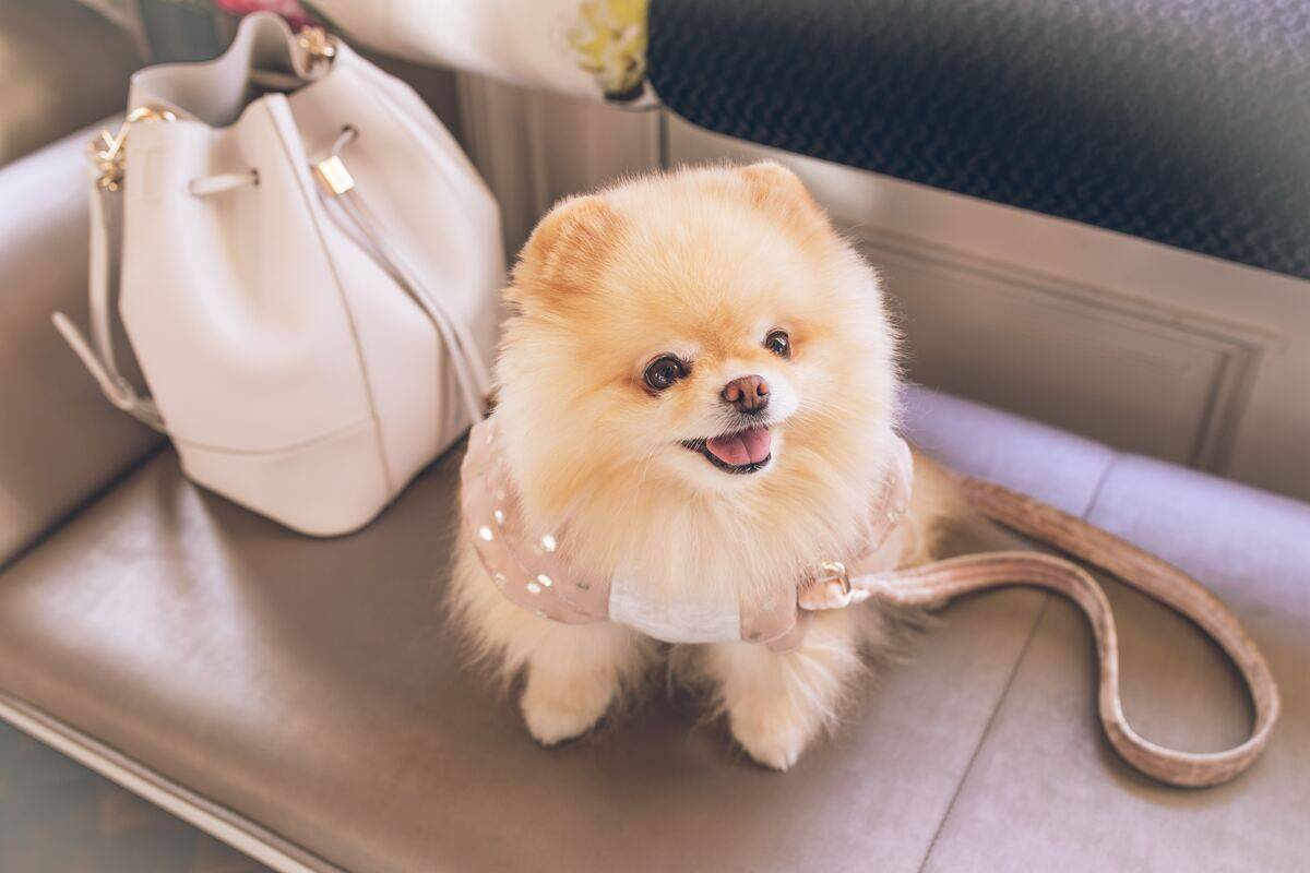 pomeranian sitting next to a purse