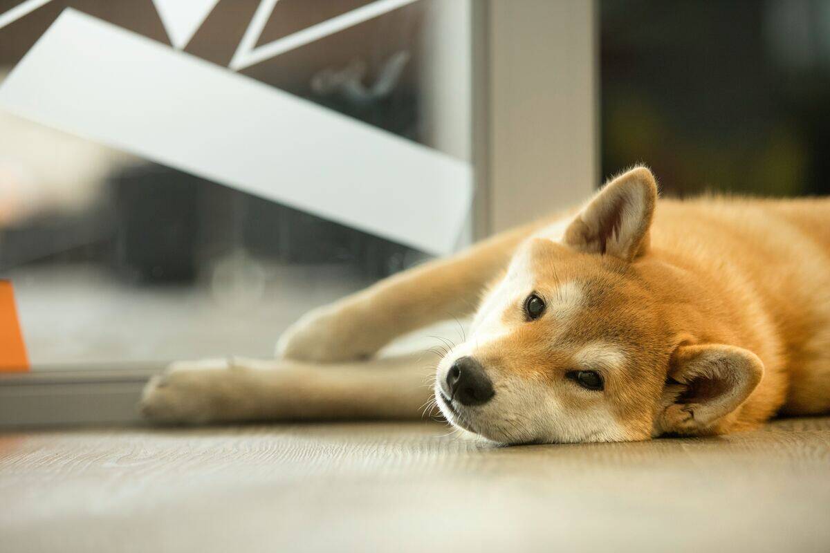 shiba inu lying on the floor