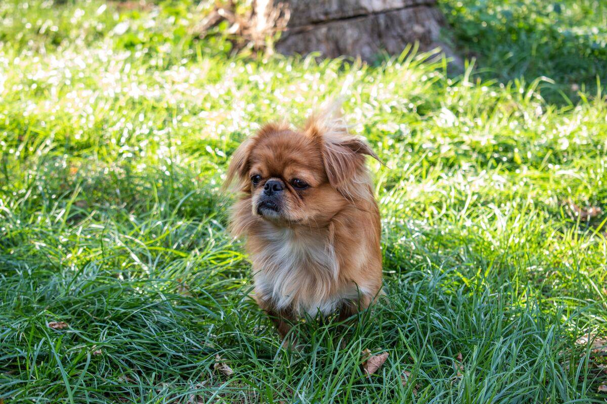 tibetan spaniel sitting in the grass