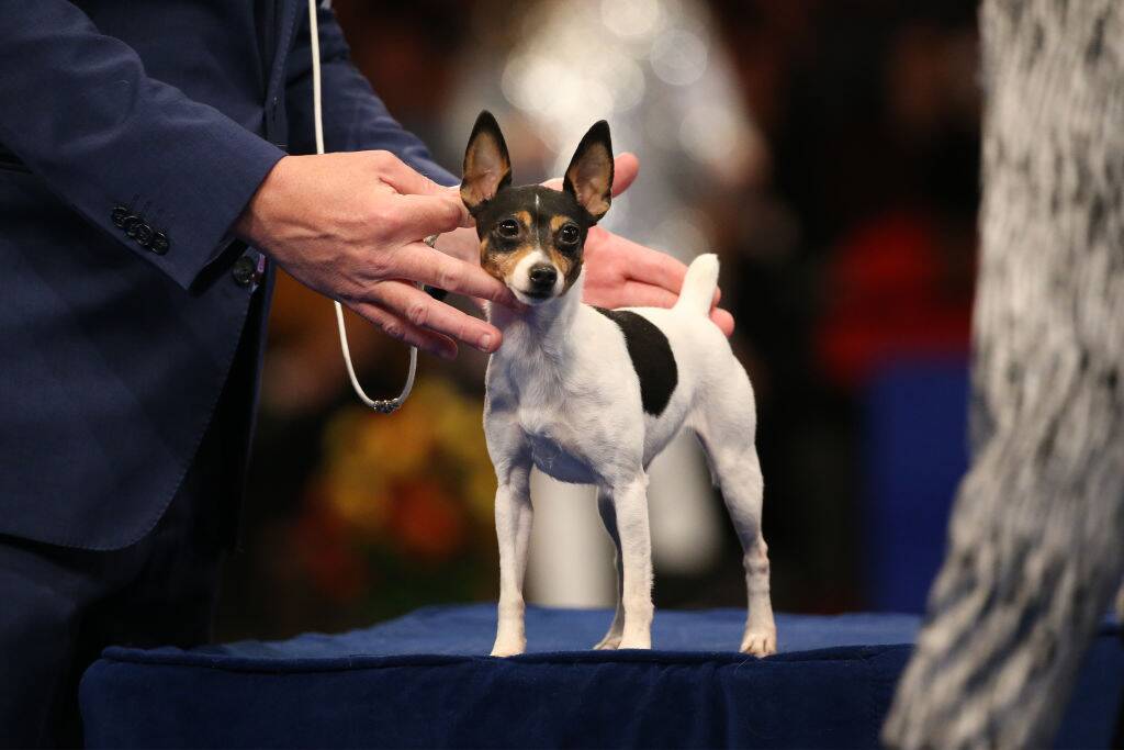 toy fox terrier being shown at the national dog show