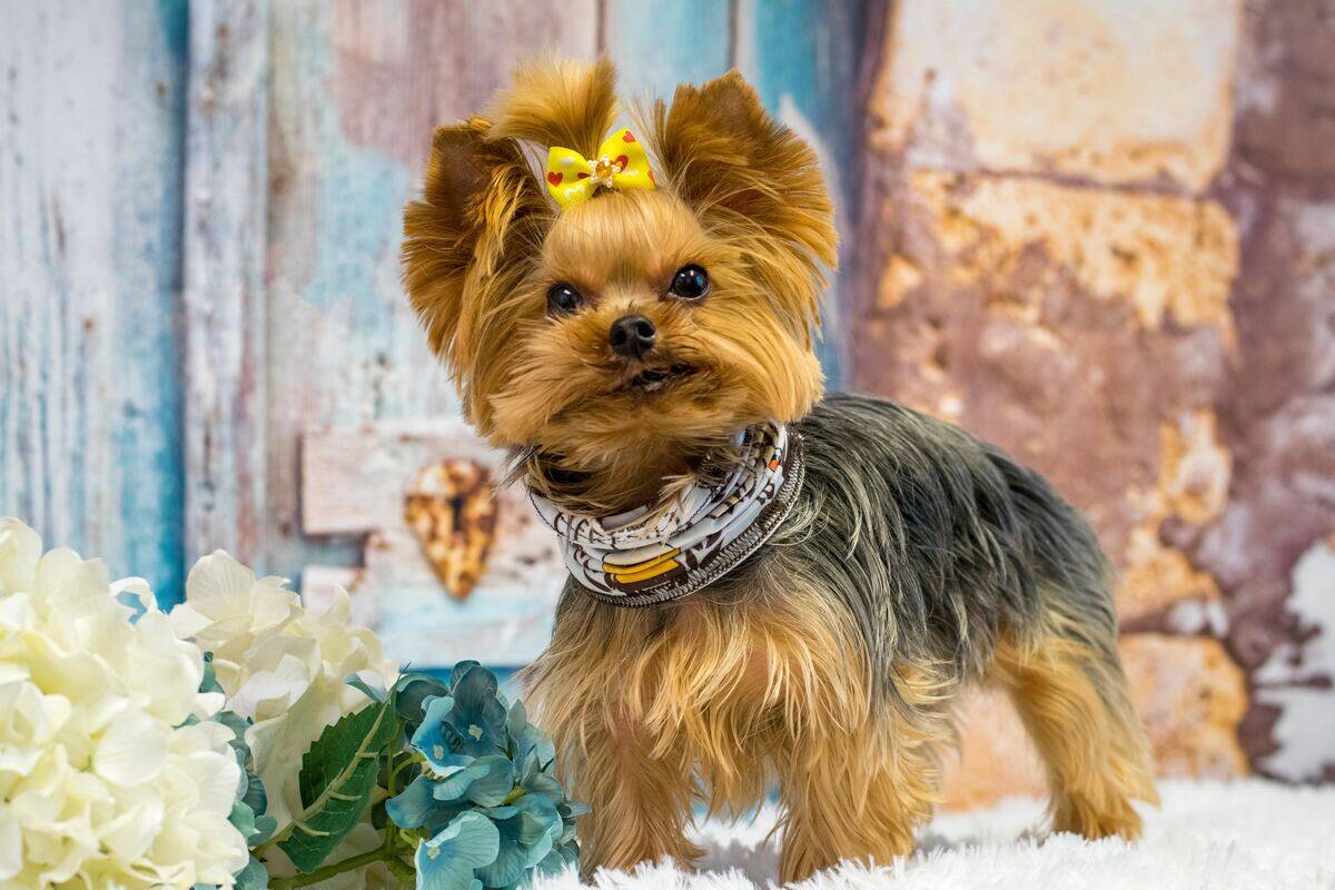 yorkshire terrier wearing a yellow bow
