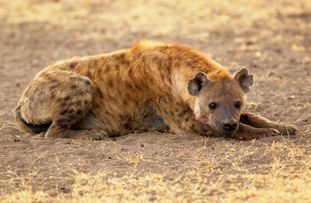 Spotted Hyena,Grumeti, Tanzania