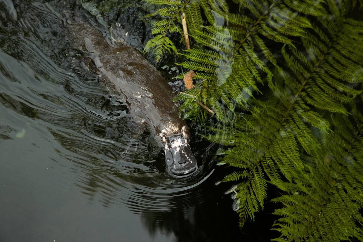 Sydney - Taronga Zoo