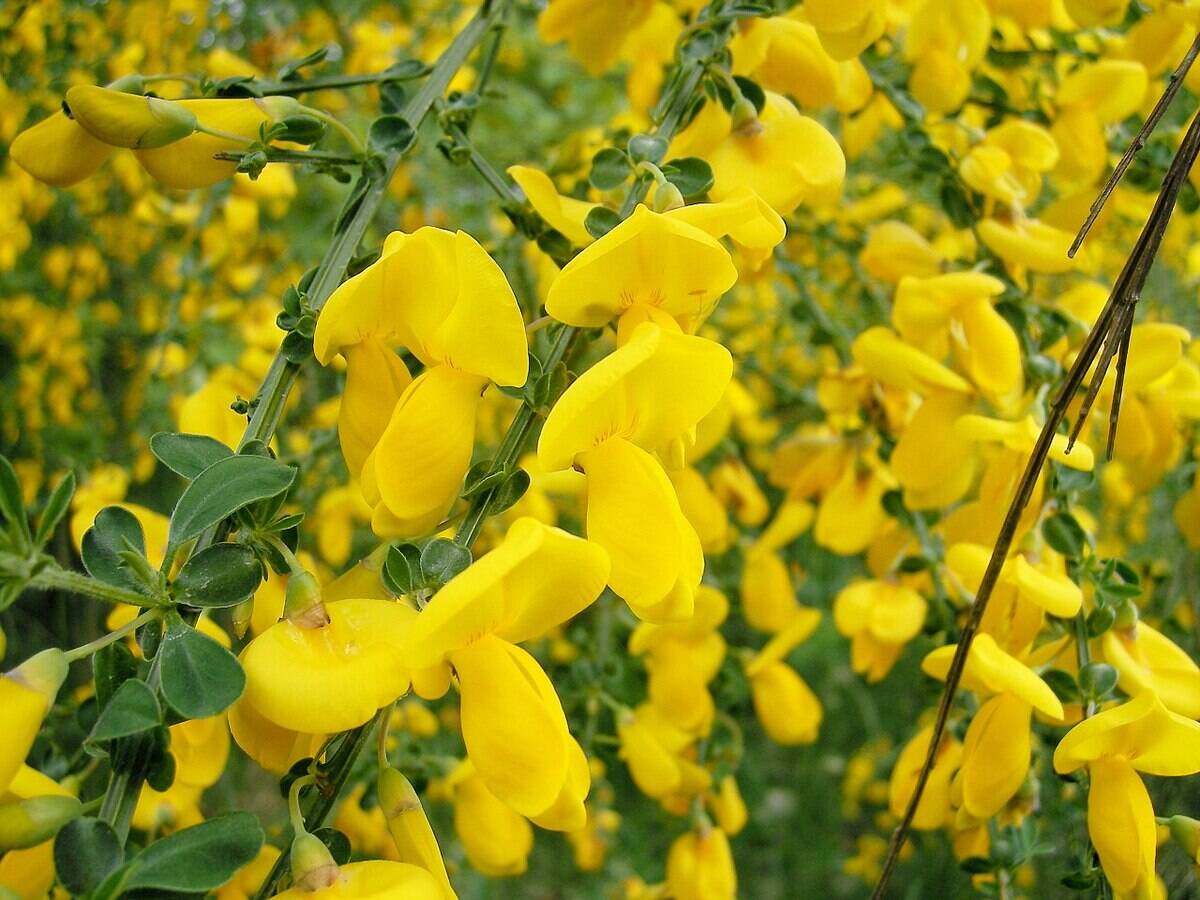 1280px-Cytisus_scoparius_by_Danny_S._ 001
