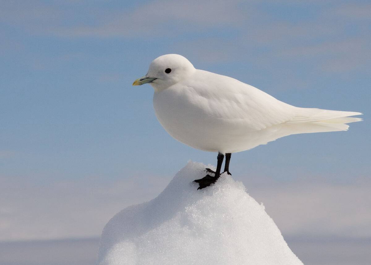 Ivory_Gull_Portrait