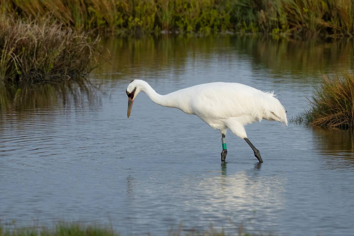 An adult Whooping Crane hunting for crabs in a saltwater marsh in the Aransas National Wildlife Refuge in Texas