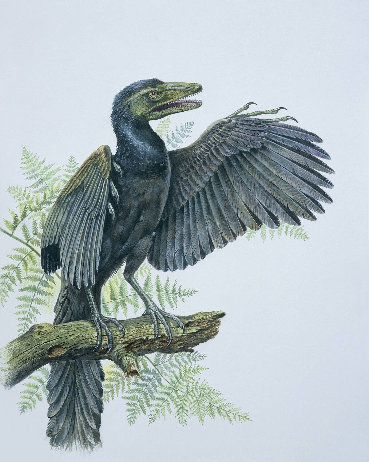 Close-up of an archaeopteryx perching on a branch (Archaeopteryx Lithographica)
