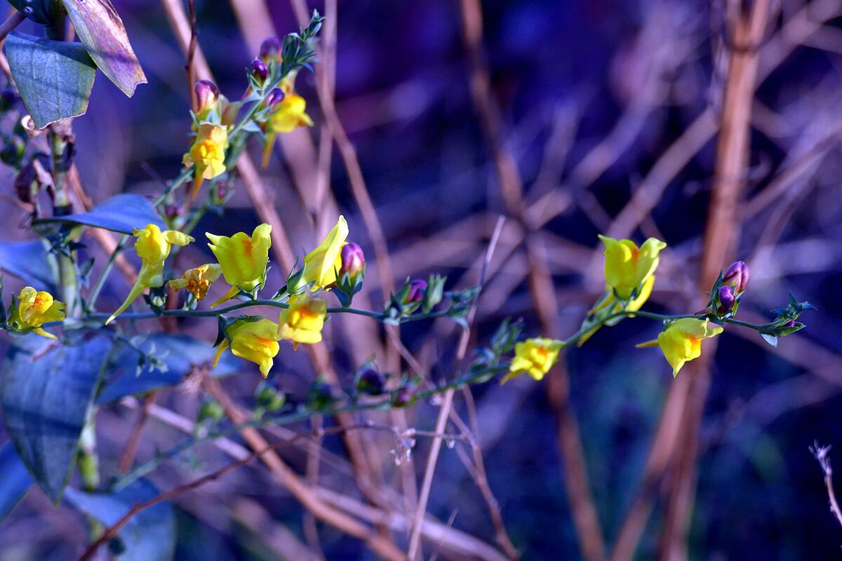 Fruit trees blossom again in Odesa