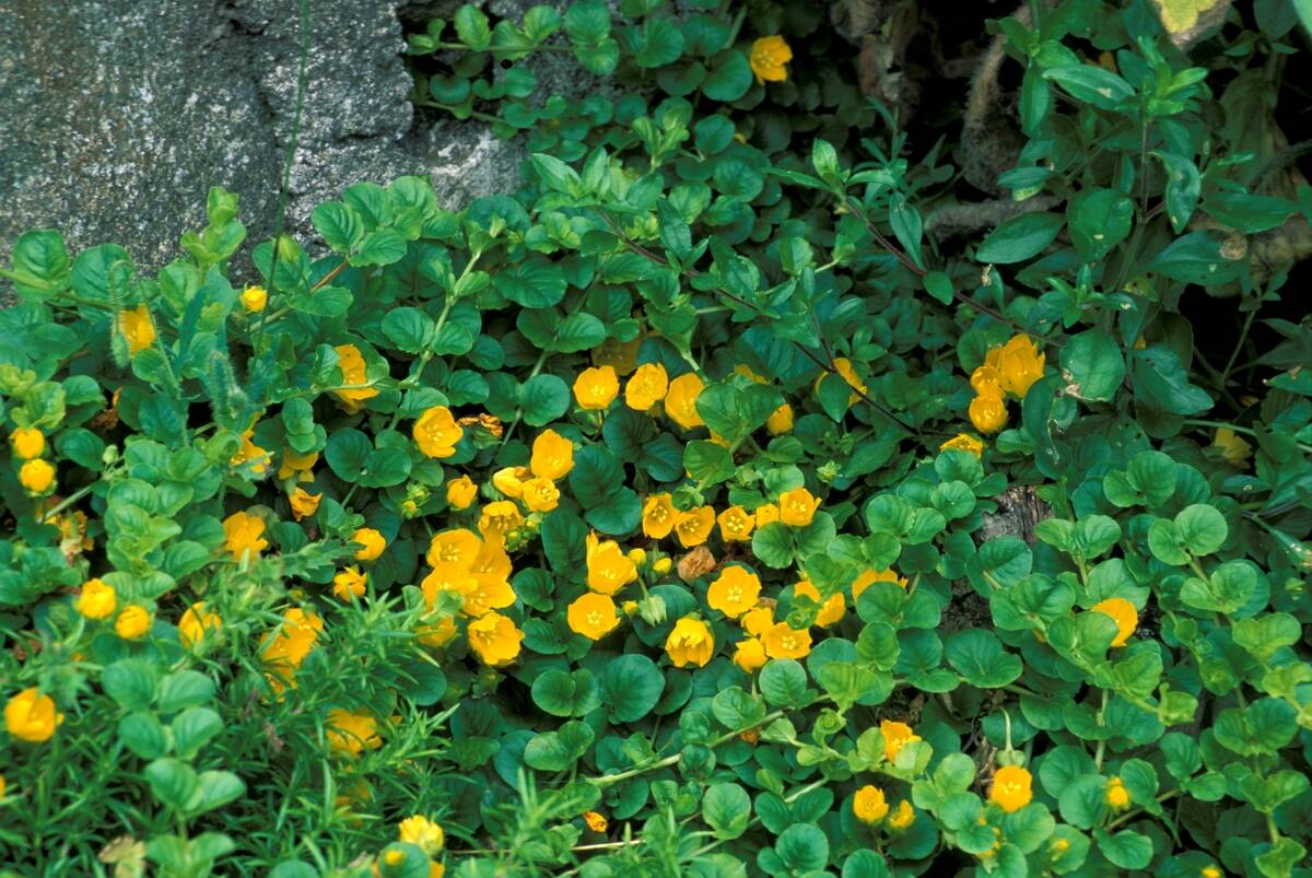 Lysimachia Nummularia. North Italy. Italy