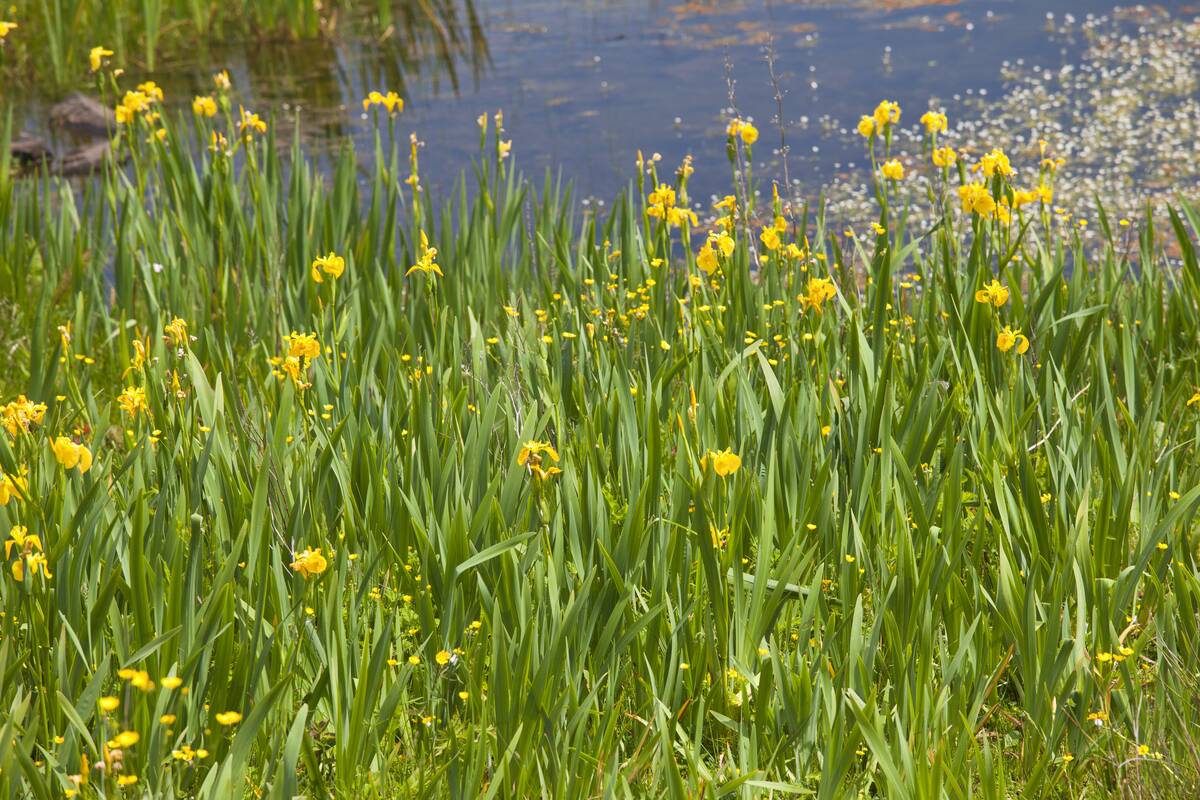 Yellow Flag Iris, Lough Inagh, Connemara, Ireland