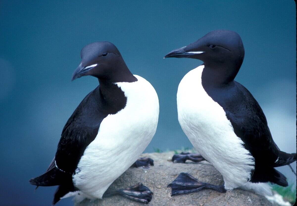 1280px-Thick-billed_Murres_in_Alaska_refuge
