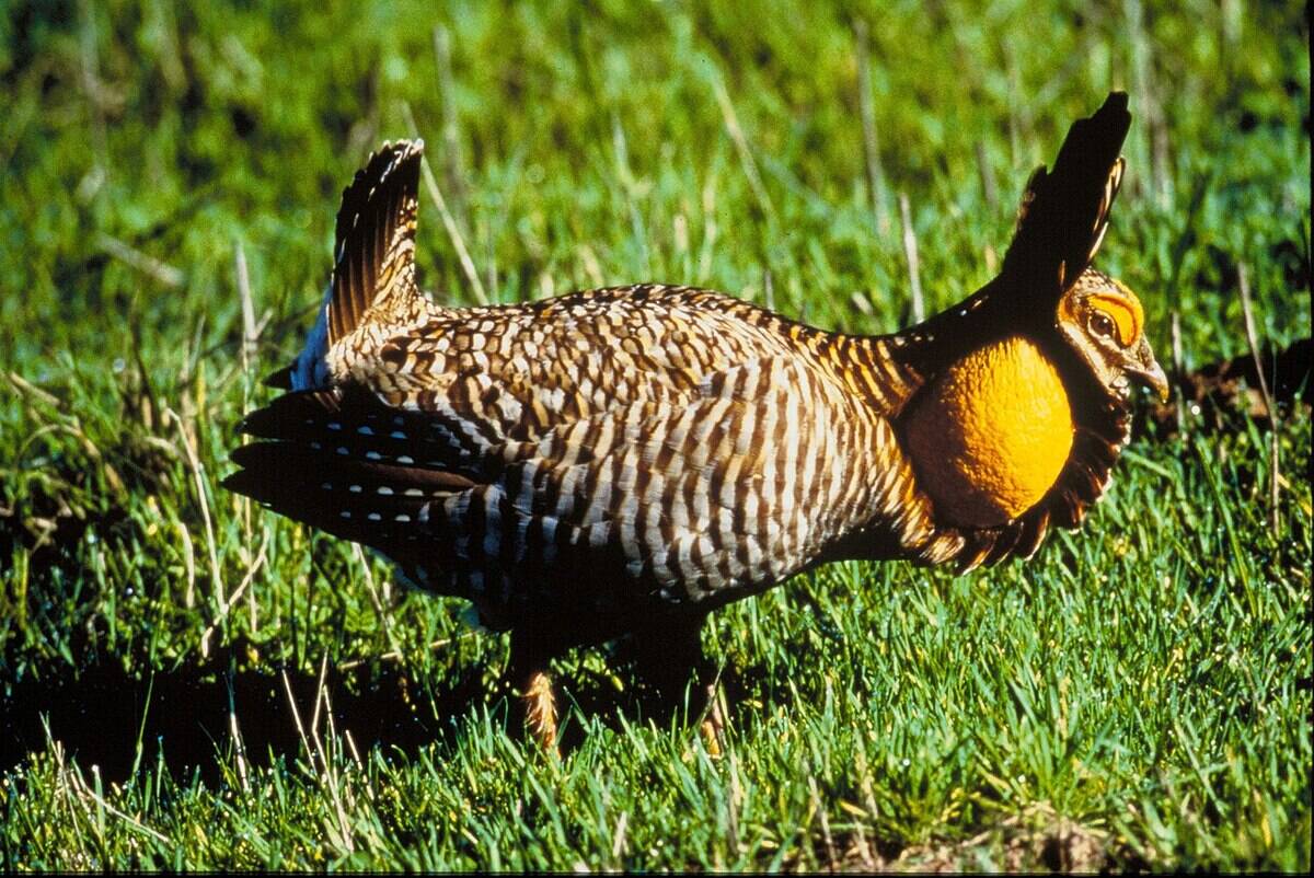 Attwater's_Prairie_Chicken
