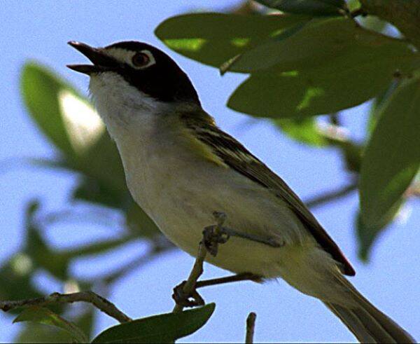 Black-capped-Vireo