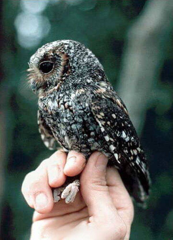 Flammulated_owl