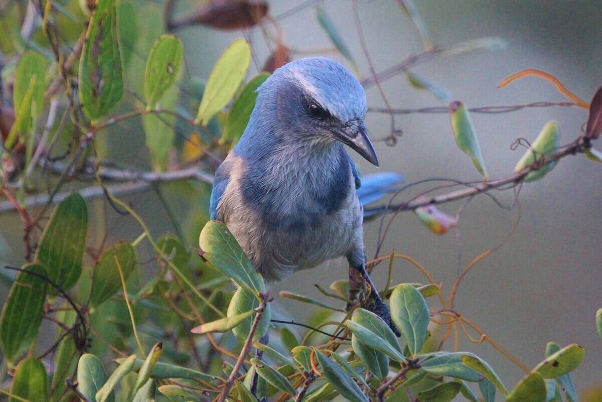 Florida_Scrub-Jay_perched