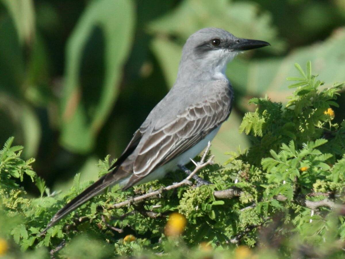 Gray Kingbird