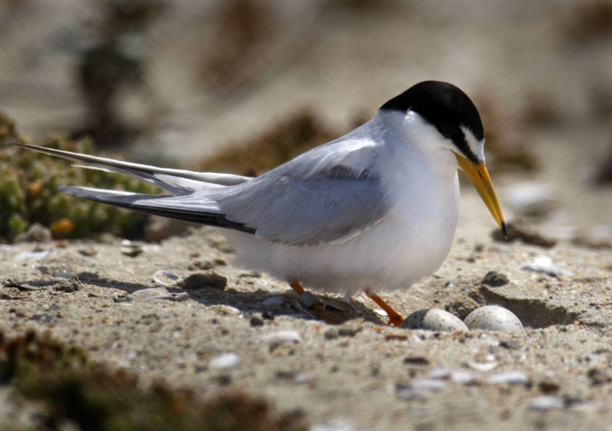 Least Tern